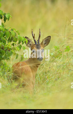 Europäisches Reh, Deutschland Stockfoto