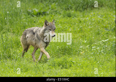 Europäischer Wolf, Canis lupus Stockfoto