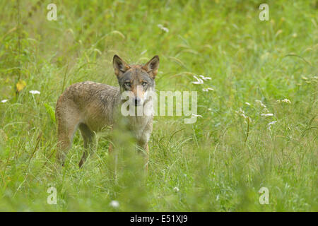 Europäischer Wolf, Canis lupus Stockfoto