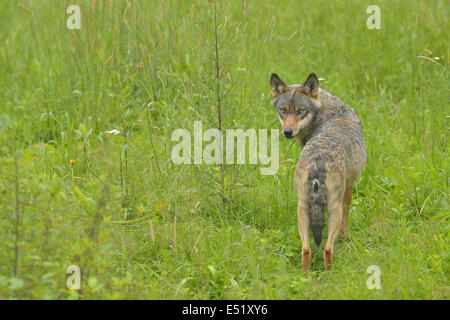 Europäischer Wolf, Canis lupus Stockfoto