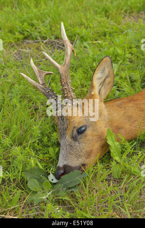 Getöteten Roebuck, Deutschland Stockfoto