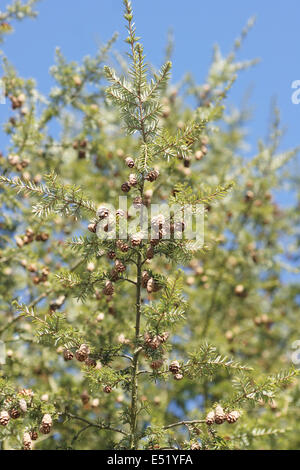 Hemlock Tanne, Zapfen Stockfoto