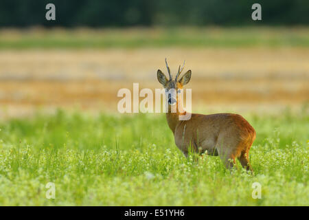 Rehbock, Capreolus Capreolus, Deutschland Stockfoto