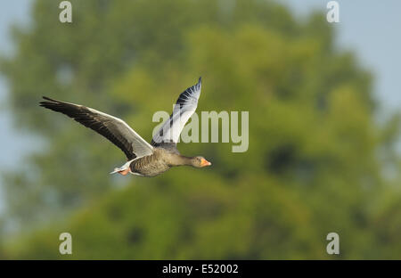 Graugans Anser Anser, Deutschland Stockfoto