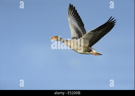 Graugans Anser Anser, Deutschland Stockfoto