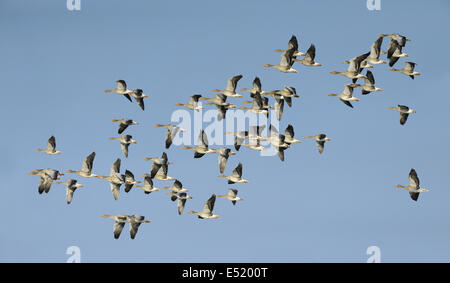 Graugänse Anser Anser, Deutschland Stockfoto