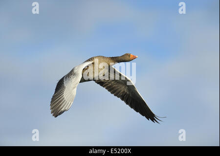 Graugans Anser Anser, Deutschland Stockfoto