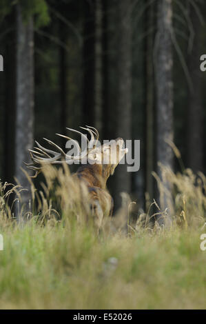 Rothirsch, Cervus Elaphus, Deutschland Stockfoto