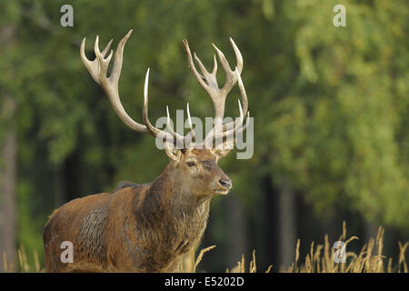 Rothirsch, Cervus Elaphus, Deutschland Stockfoto