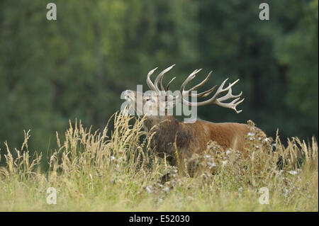 Rothirsch, Cervus Elaphus, Deutschland Stockfoto