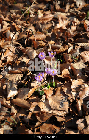 Woodland Krokusse Stockfoto