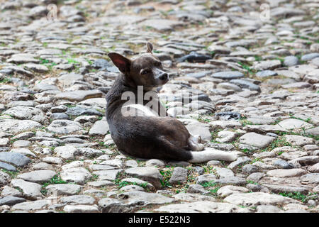 Hund auf einer Straße mit Kopfsteinpflaster Stockfoto