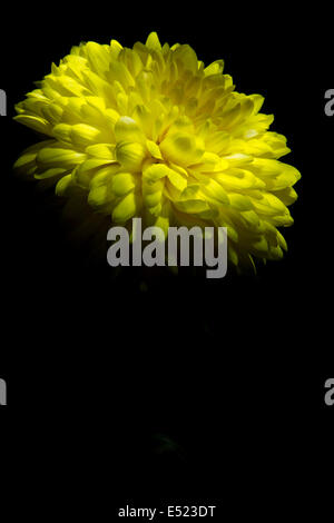 gelbe Chrysantheme auf schwarzem Hintergrund Stockfoto