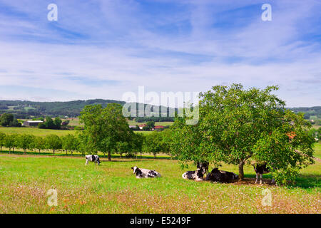 Kühe Stockfoto