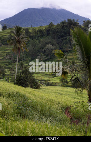 Jatiluwih, Bali, Indonesien.  Terrassierte Reisfelder.  Kokospalme in mittlerer Entfernung. Stockfoto