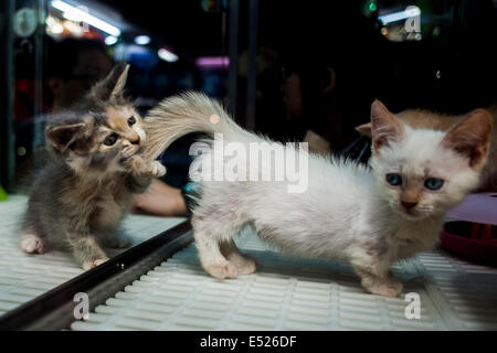 Katzen spielen in einem Haustier Haus im Stadtteil Mongkok in Hongkong Stockfoto