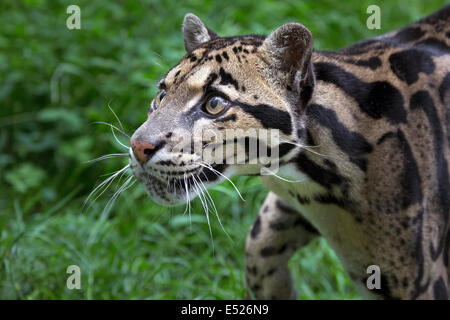 Nebelparder Stockfoto