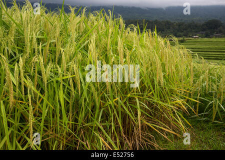Jatiluwih, Bali, Indonesien.  Reisanbau in Feld.  Reisterrassen in den Hintergrund. Stockfoto