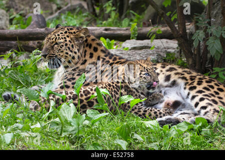 Amur-Leopard und ihr drei Monate altes Jungtier Stockfoto