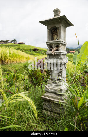Jatiluwih, Bali, Indonesien.  Angebote in einem Schrein, Sri, die Reis-Göttin.  Reisfelder in den Hintergrund. Stockfoto