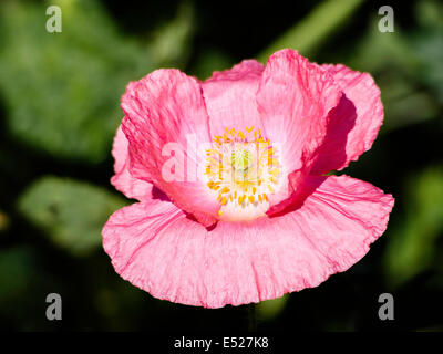 Ein rosa ornamentalen Mohn angebaut in einem städtischen Garten in North Yorkshire Stockfoto