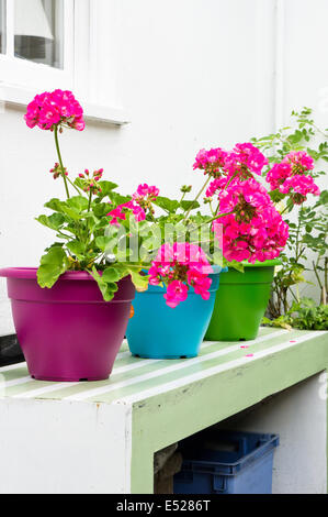 Rosa Hortensien auf bunten Töpfe in einem Garten Stockfoto