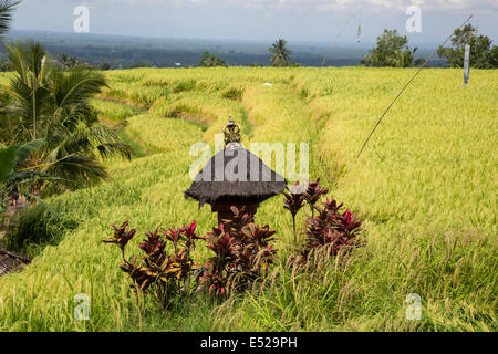 Jatiluwih, Bali, Indonesien.  Schrein, Sri, die Reis-Göttin in einem terrassierten Reisfelder. Stockfoto