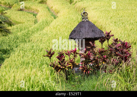Jatiluwih, Bali, Indonesien.  Schrein, Sri, die Reis-Göttin in einem terrassierten Reisfelder. Stockfoto