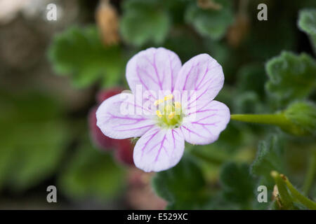 Erodium Corsicum Blume. Storksbill Blumen. Stockfoto