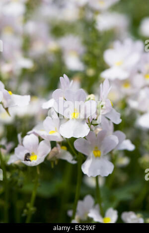 Nemesia 'Wisley Vanilla' Blumen. Stockfoto