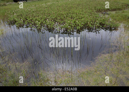 Moor-Bohne Menyanthes Trifoliata Isle of Lewis äußeren Hebriden Scotland Stockfoto