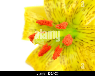 Gelbe Asiatic Lilie mit schwarzen Flecken und Orange Staubbeutel Isolated on White Stockfoto