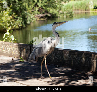 Bild ein Graureiher (Ardea Cinerea), am See in St James Park, City of Westminster. London. Stockfoto