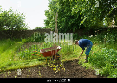 Ein Mann gräbt seinen Gemüsegarten und junge Pflanzen. Stockfoto