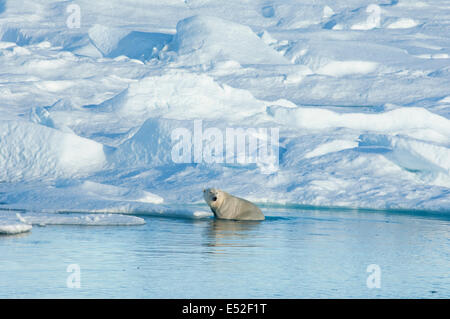 Ein Eisbär sitzend auf einer Eisscholle umzusehen. Stockfoto