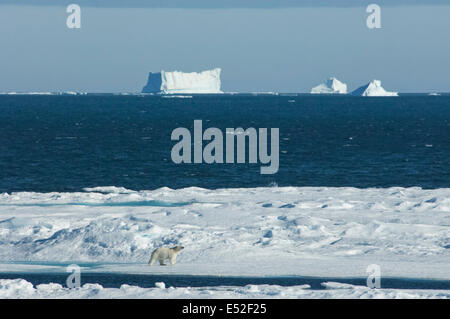 Ein Eisbär, zu Fuß über das Eis mit großen Eisbergen schwimmende offshore. Stockfoto