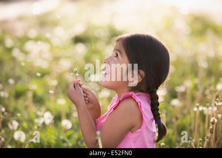 Ein kleines Kind in einem Feld von Blumen, weht die flauschigen Samen aus einer Löwenzahn Seedhead Uhr. Stockfoto