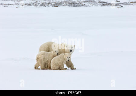 Ein Eisbär-Gruppe, ein Erwachsener und zwei jungen in freier Wildbahn. Stockfoto