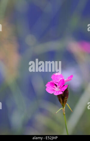 Dianthus 'Carthusianorum' Rosa. Kartäuser rosa Blüten Stockfoto