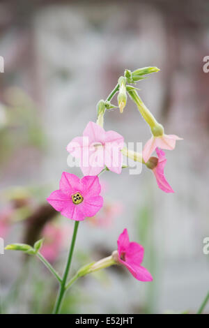 Nicotiana Mutabilis Blumen im Sommer. Tabakpflanze Blume Stockfoto