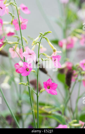 Nicotiana Mutabilis Blumen im Sommer. Tabakpflanze Blume Stockfoto