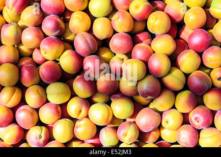 Frische Bio-Pfirsiche Haufen frische reife Pfirsiche Stockfoto