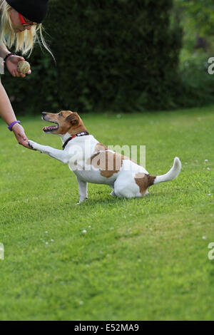 Jack Russell Terrier Händeschütteln mit einem blonden Mädchen Stockfoto