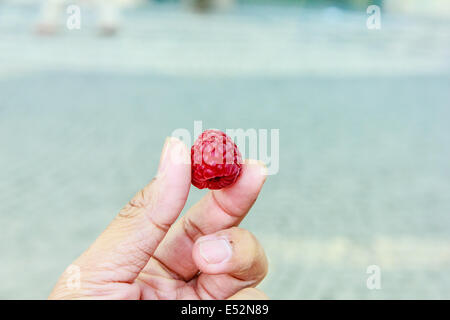 Rasberry in der Hand des Menschen hautnah Stockfoto