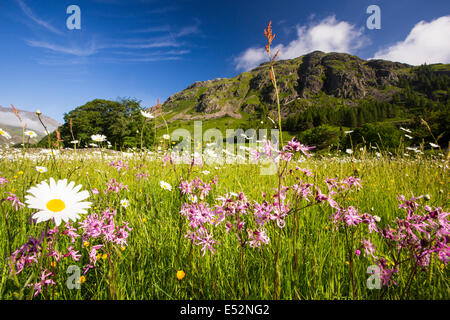 Traditionelle Mähwiesen an der Spitze des Langdale Valley, Lake District, Großbritannien, sind einige der besten Heu Wildblumenwiesen im Land hinterlassen. Seit dem zweiten Weltkrieg verlor Britian über 95 % von seiner traditionellen Mähwiesen, wie Landwirte in Silage umgewandelt haben. Stockfoto