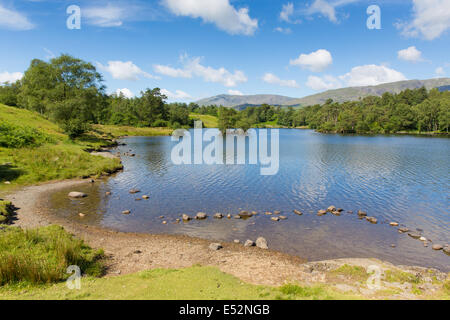Tarn Hows in der Nähe von Hawkshead Lake District National Park England Großbritannien auf einen wunderschönen sonnigen blauen Himmel Sommertag ohne Regen Stockfoto