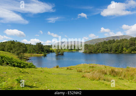 Tarn Hows in der Nähe von Hawkshead Lake District National Park England Großbritannien auf einen wunderschönen sonnigen blauen Himmel Sommertag ohne Regen Stockfoto