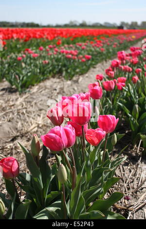 Rosa und rote Tulpen in den Niederlanden. Stockfoto