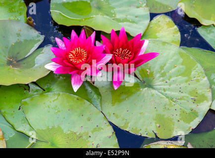 Rote Seerose Blumen und Blätter in einem Zierteich im Garten Stockfoto