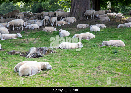 Konfrontiert weißen Schafe genießen eine Siesta im Schatten der Bäume in der Landschaft von Hampshire UK Stockfoto